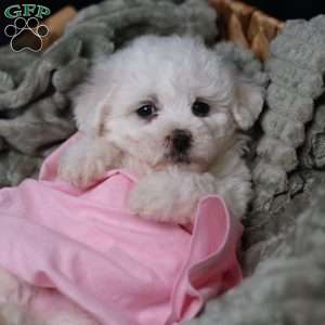 Joy, Bichon Frise Puppy